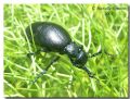 Meloe sp.